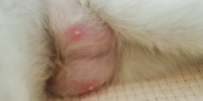 猫咪后面两个乳房异常肿大