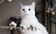 猫看见不干净东西举动