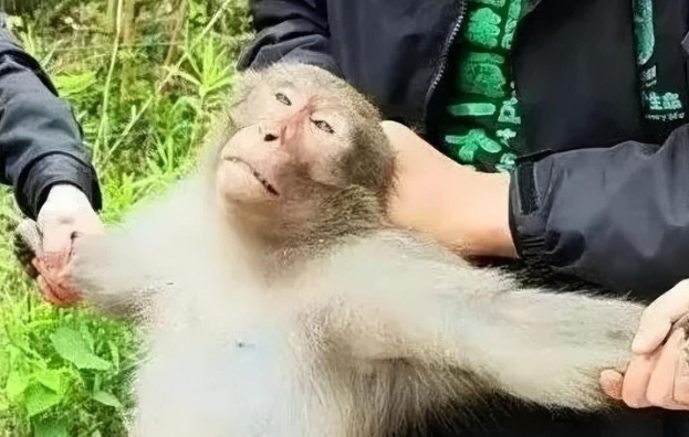 暴猴嚣张惯了,被动物园收编后有其它猴子来教训它 暴猴嚣张惯了,被动物园收编后有其它猴子来教训它