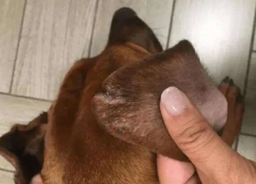 狗狗耳朵红肿痒又臭怎么治