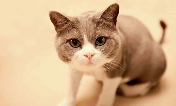 杀一只猫有多大罪孽