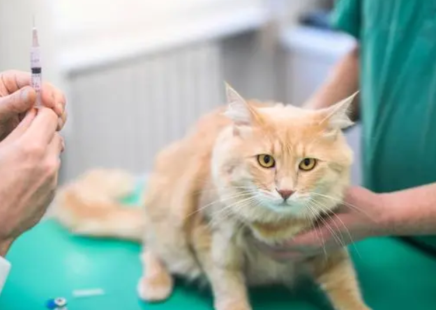 猫咪癫疯病怎么治疗 猫咪癫疯病怎么治疗