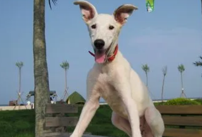灵缇犬什么颜色正宗