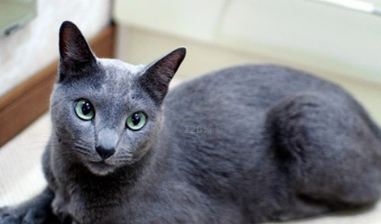 蓝猫身上的红斑是受伤吗? 蓝猫身上的红斑是受伤吗?