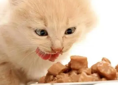 猫最爱吃的20种食物 猫最爱吃的20种食物