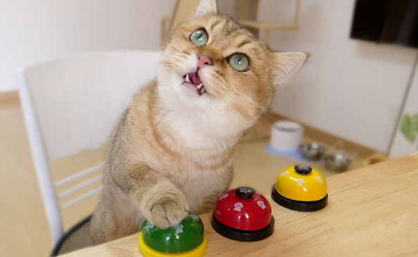 猫咪为什么要按铃音呢