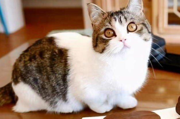猫咪会不会对黄油糖感兴趣