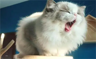 养猫过敏还能继续养吗