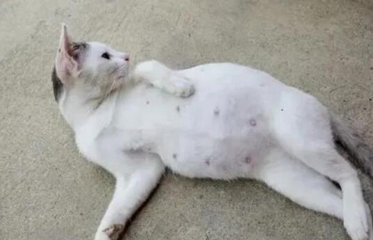 8个征兆说明猫怀孕了 8个征兆说明猫怀孕了