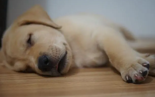 狗狗半夜老是抽搐是什么原因引起的