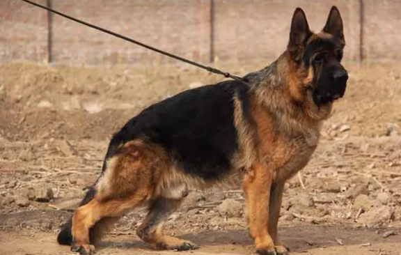 中华麒麟犬是什么狗