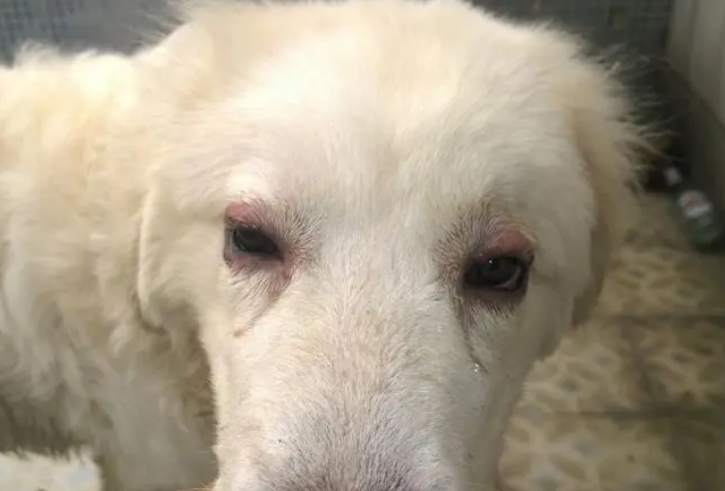 狗狗眼睛红肿能自愈吗 狗狗眼睛红肿能自愈吗