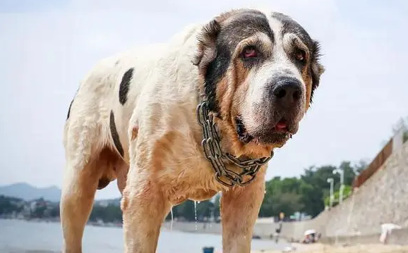 中亚牧羊犬犬瘟热症状有哪些？怎么治疗呢？