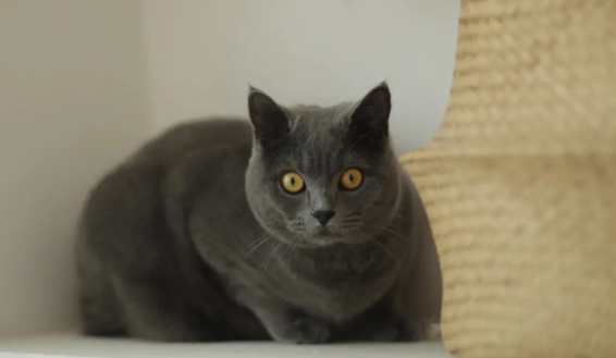 蓝猫一定要做绝育吗? 蓝猫一定要做绝育吗?