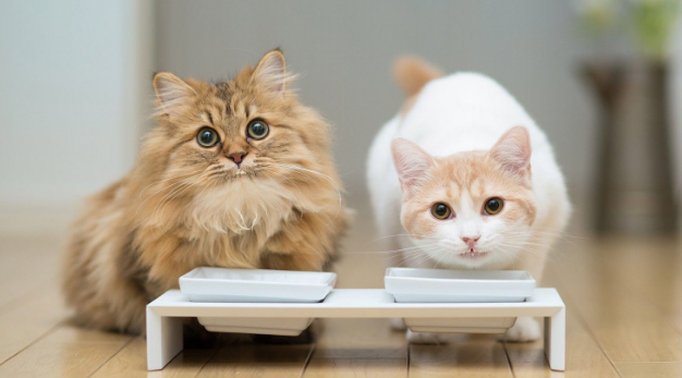 猫不知道喝水的地方 猫不知道喝水的地方
