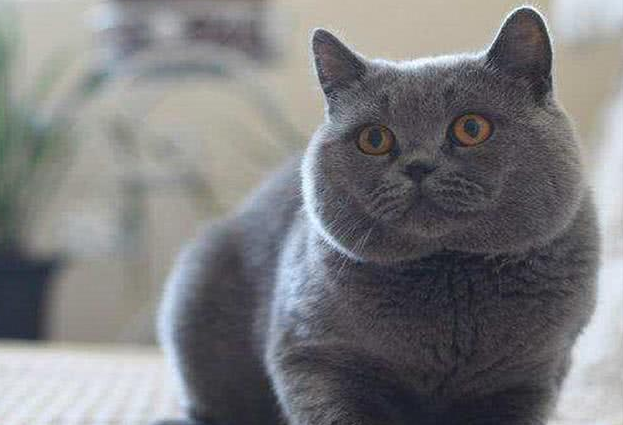 英短蓝猫可以吃酸奶吗？你了解吗？