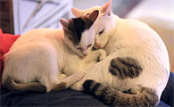 猫不小心近亲繁殖了怎么办