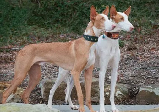 怎么训练伊比赞猎犬定点上厕所?来看看吧 怎么训练伊比赞猎犬定点上厕所?来看看吧