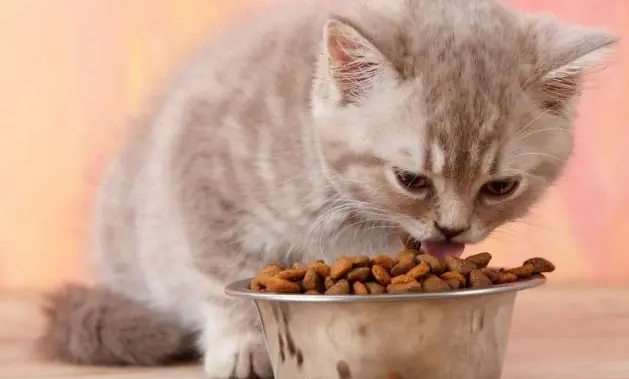 世界十大顶级猫粮品牌