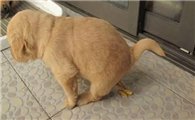 金毛幼犬怎么训练大小便呢