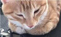 猫精神萎靡老趴着流口水