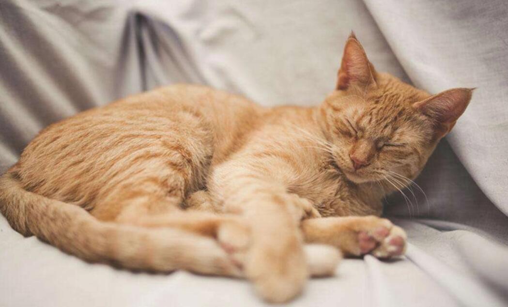 猫咪为什么爱在床底下睡觉