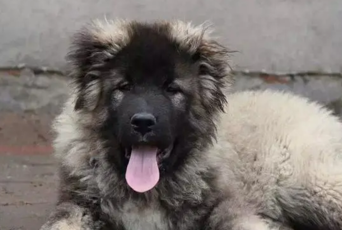 高加索犬认主人的表现