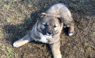 高加索犬幼崽一般价格