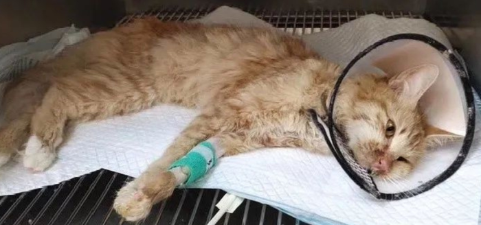 猫瘟和肠胃炎最明显的区别
