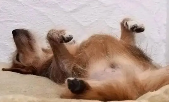 狗狗肚子一直咕噜咕噜叫是