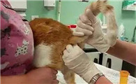 猫咪肛门腺液体自己出来