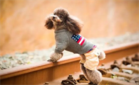 便宜好养的小型犬