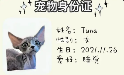 猫咪宠物证件怎么办理流程