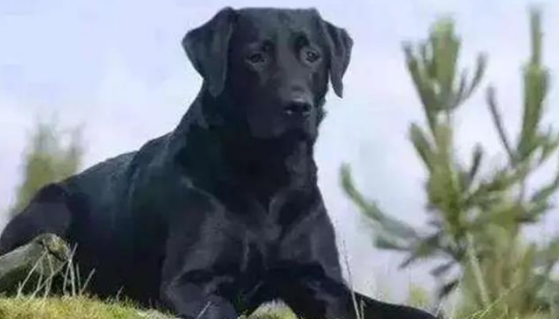 广西五黑犬哪里买 广西五黑犬哪里买