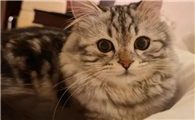 猫咪返祖会贵吗