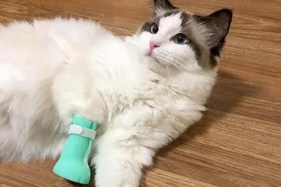为什么要给猫咪穿鞋子睡觉的原因
