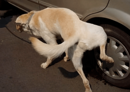 狗狗撒尿多久一次
