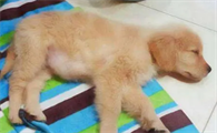 狗狗呼吸急促肚子一鼓一鼓的