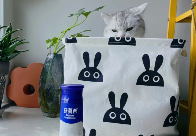 小猫可以喝安慕希吗