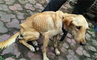 为什么狗狗不长肉很瘦的原因