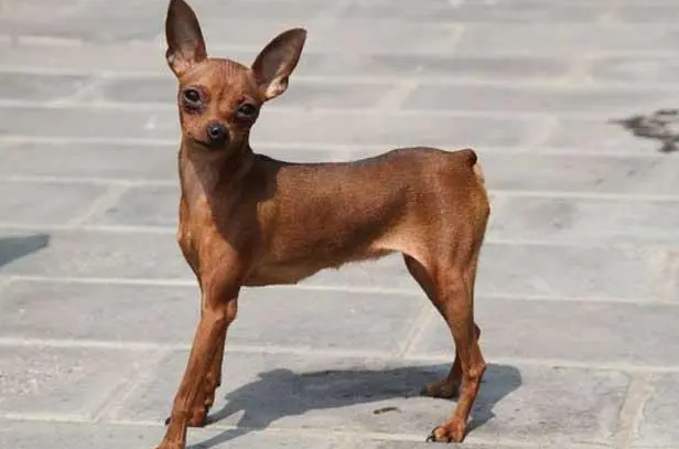 小鹿犬怎么看品相？你学会了吗？
