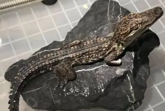 宠物小鳄鱼多少元一只