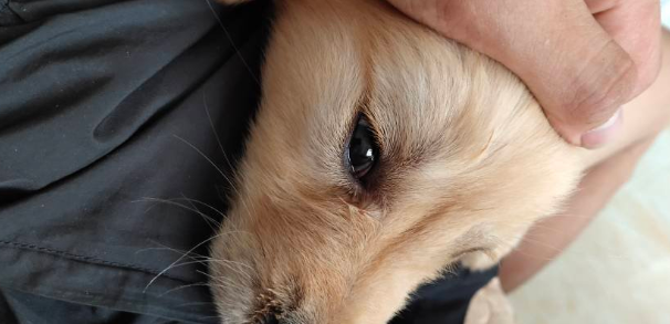 金毛感冒和犬瘟的区别 金毛感冒和犬瘟有什么不同