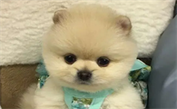 俊介犬一般多少钱