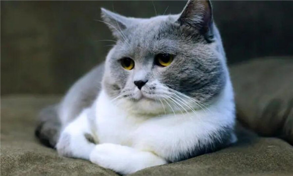 第一胎猫咪死亡率很高 第一胎猫咪死亡率很高