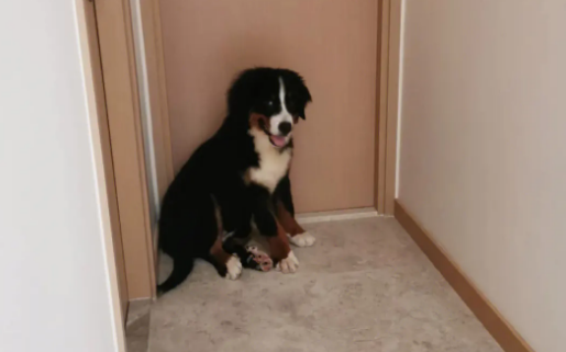 狗狗一直扒门哼哼