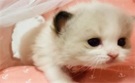 小奶猫在睡觉说明吃饱了吗？来看看吧