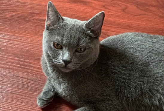 蓝猫为什么不亲近人？不妨来看看