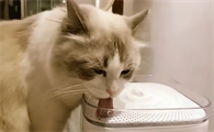 猫喝水的盆子有讲究吗