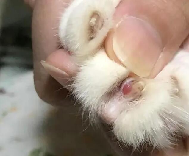 猫咪为什么指甲劈叉了 猫咪为什么指甲劈叉了